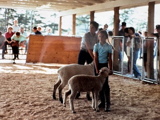 An adolescent boy and girl showing sheep in an arena.